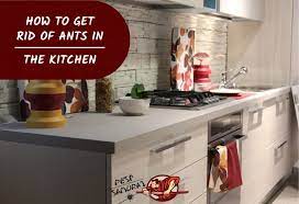 ants in kitchen how to get rid of