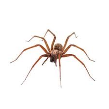 brown recluse spider identification