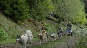 Partez à la rencontre des chiens nordiques ! Reve De Nord Balade En Traineau Sondernach Visit Alsace