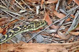 australian snake coastal carpet python