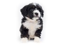 We sell our puppies all over the country. 1 Bernedoodle Puppies For Sale By Uptown Puppies