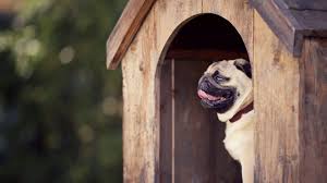 Best Dog Houses And Outdoor Kennels