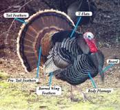 what-do-turkey-feathers-symbolize
