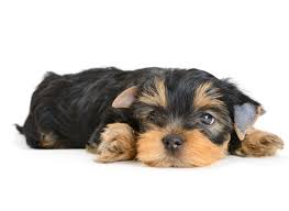 Available teacup yorkies and toy yorkie puppies for sale. Yorkshire Terrier Puppies For Sale Breeders In Detroit Mi