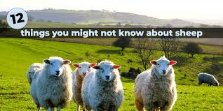 12 Fun Facts On Sheep You Might Not