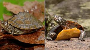Picta) at really low prices. Map Turtle Vs Painted Turtle Which One Is Better As Pet The Turtle Hub