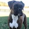 The mini boxer is a hybrid dog. Boxer Puppies For Sale