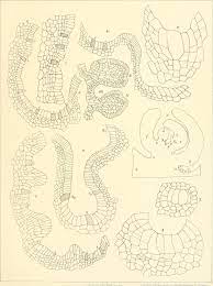 File:Bibliotheca botanica (1886-) (20360128612).jpg - Wikimedia Commons