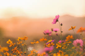 cosmos colorful flower in the field