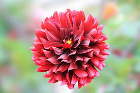 red dahlia flower stock photos royalty