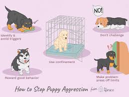 However, it's not ideal to allow your pup to develop it if the biting occurs more than 3 times within a span of 15 minutes, give him a time out. How To Stop Conflict Aggression In Puppies