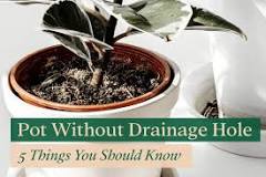 why-do-some-pots-not-have-drainage-holes