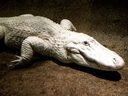 White Alligator | Zoo