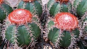 ▷ 【13 Cactus raros (¡y dónde encontrarlos!)】-【2021 】