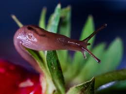 learn garden slugs