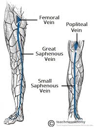 Human anatomy for muscle, reproductive, and skeleton. Venous Drainage Of The Lower Limb Teachmeanatomy
