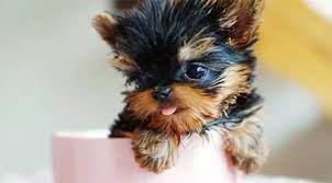 teacup dogs 10 of the tiniest dog