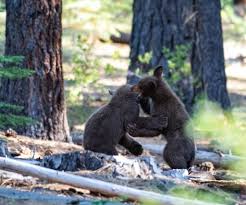 lake tahoe wildlife wildlife of the