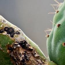 Et si le québec était l'endroit idéal pour faire pousser les cactus? Parasites Et Maladies Des Plantes Grasses Et Cactus Traitements Bio
