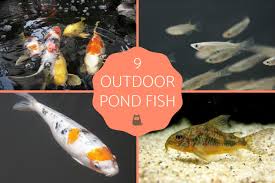 9 fish for an outdoor pond koi