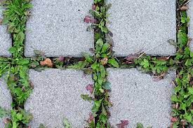 stop weeds from growing between pavers