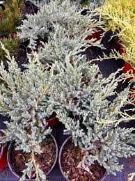 juniperus squamata blue carpet