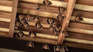 How Much Does Bat Removal Cost