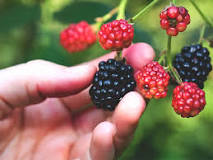 What happens if you eat blackberries everyday?
