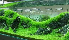 create a carpet in your planted tank