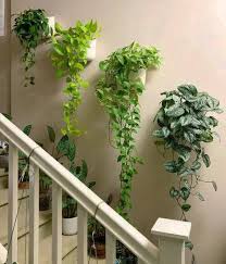 Hanging Plants Ideas Tips Vases And