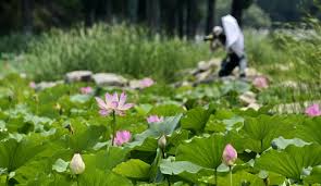 Blooming Lotus Flowers At Yuanmingyuan