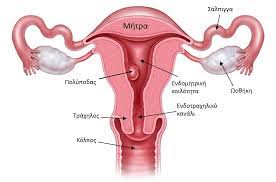 uterus unblocking the meridian spleen