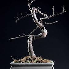 How To Revive A Bonsai Is It Dying