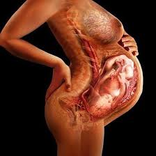 Grávidas e Antenadas - Como se transforma o útero durante a gestação? A  vida de um embrião começa no momento de concepção. Este, uniu-se ao útero e  secreta uma hormona denominada de