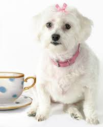 teacup puppies and teacup dogs