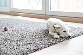 how to keep a puppy from chewing carpet
