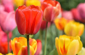 Tulips are strictly spring bloomers. Growing Tulips How To Plant Grow And Care For Tulip Flowers The Old Farmer S Almanac