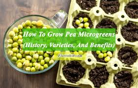 how to grow pea microgreens history