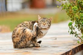 Allergy testing can be performed on the skin or through the use of your cat's blood. Ear Infections In Cats Small Door Veterinary
