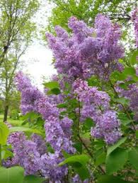 See some of hgtv's favorite example plus learn how to use them in your yard. 83 Flowering Trees And Shrubs Ideas Flowering Trees Trees And Shrubs Shrubs