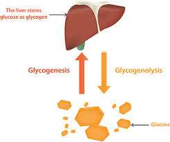 If the glucose is not immediately needed for energy, the body can store up to 2,000 calories of it in the liver and skeletal muscles in the form of glycogen. Glycogen Storage Disease Type Ix Medlineplus Genetics
