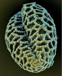 Pollen Under An Electron Scanning Microscope Album On Imgur