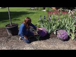 planting creeping phlox that s in full