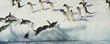 penguins can fly