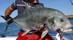 Trevally Giant Fish On