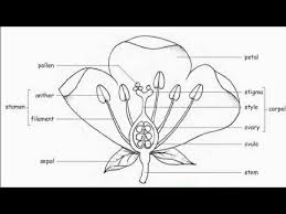 Parts of a flower advanced label the receptacle stamen pistil sepal. How To Draw Parts Of Flower Parts Of Flower Diagram Parts Of Flower Draw And Label Part Of Flower Youtube