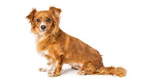 patchy hair loss and scabs in dogs why