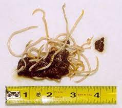 worms in dogs causes symptoms and