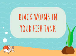 black worms in the fish tank