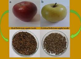 Apple Malus Domestica Seeds